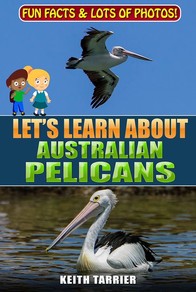 LLA%203%20 %20Pelicans%20Front%20sm-1