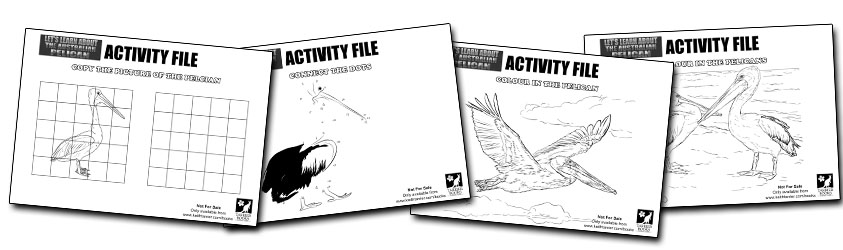 LLA%20Pelicans%20Activity